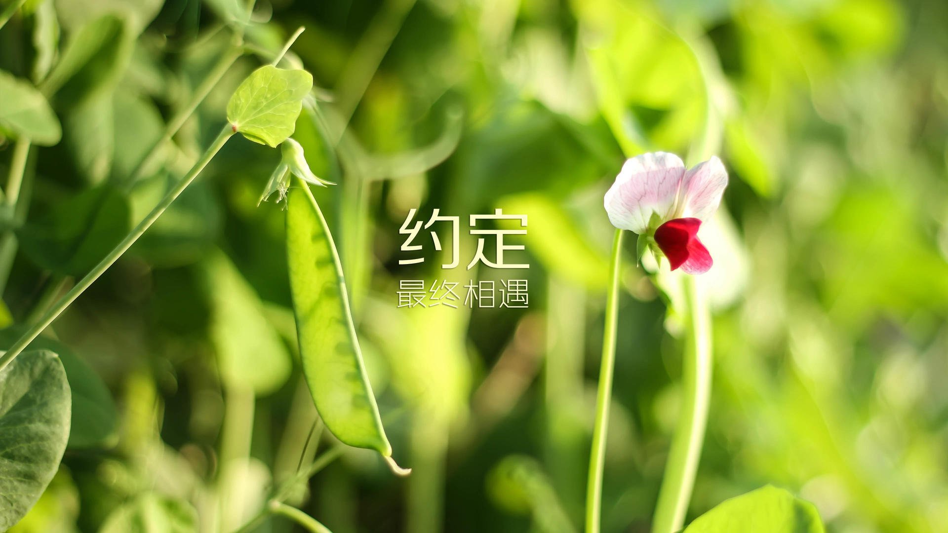 爱游戏资讯-特色风筝巡游运动会，空中艺术盛宴，运动风筝比赛视频