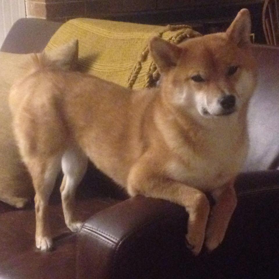 伊朗门将雪地封神，三场比赛零封对手，伊朗守门员