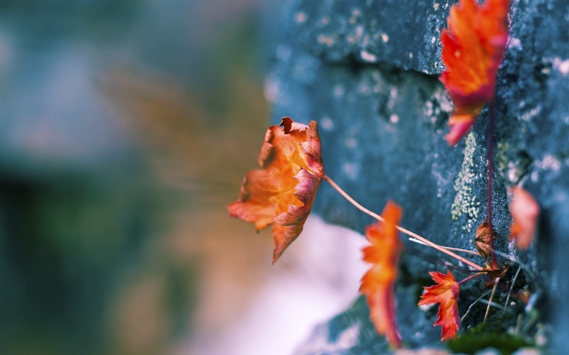 篮球专项技能动作捕捉技术创新应用，篮球抓拍技巧