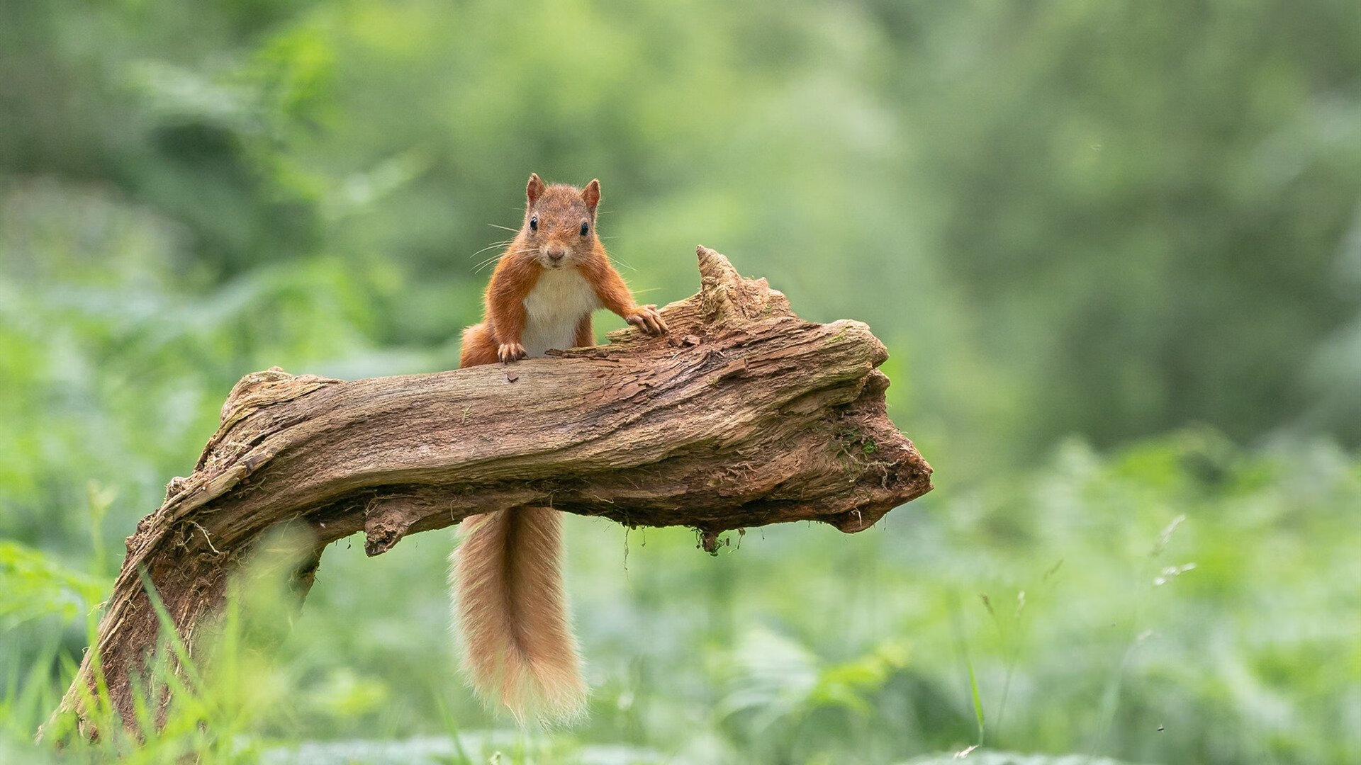篮球运动员心理健康维护与心理辅导体系建设，篮球运动员心理素质