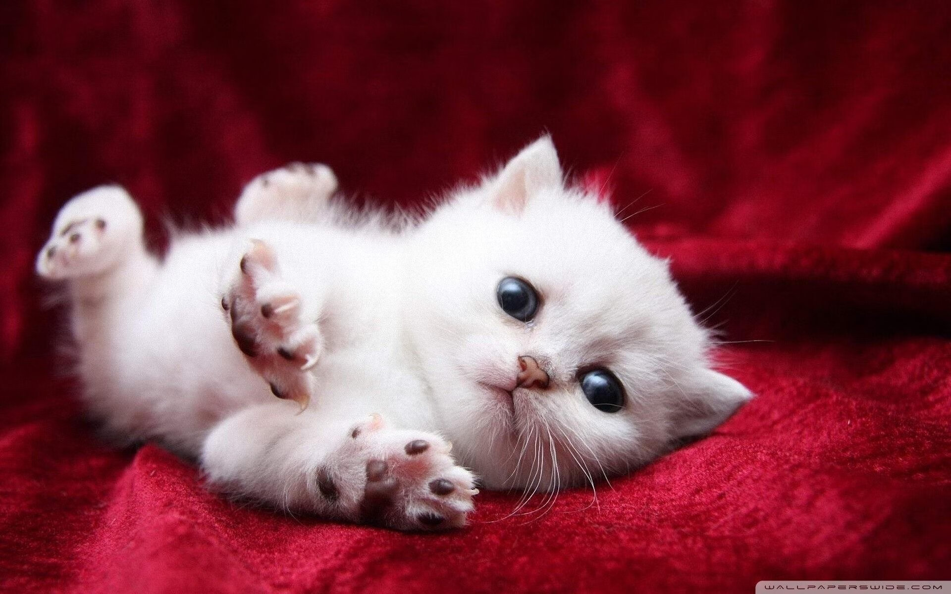 高校体育师资队伍结构优化研究，加强学校体育教师队伍建设的重要性