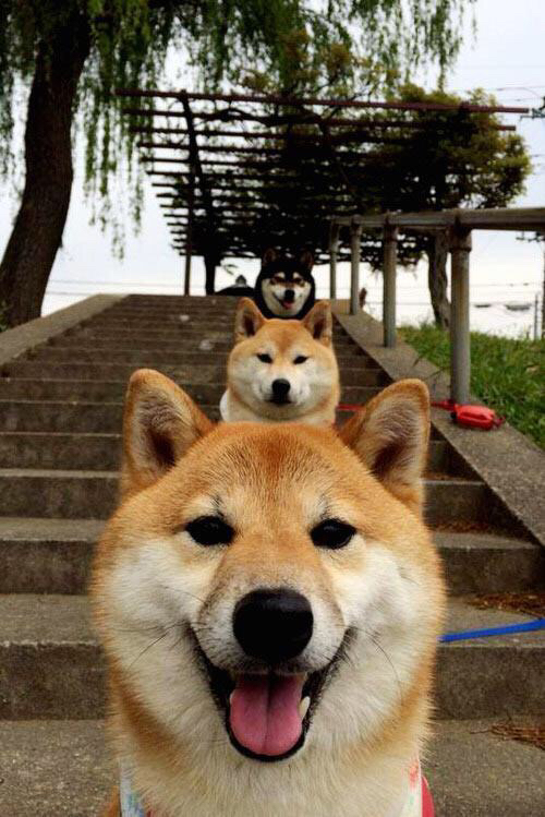 2024国际乒联混合团体世界杯：瑞典队战斗力不容小觑，【一周观赛指南】乒乓球团体世锦赛瑞典开打 欧战决赛