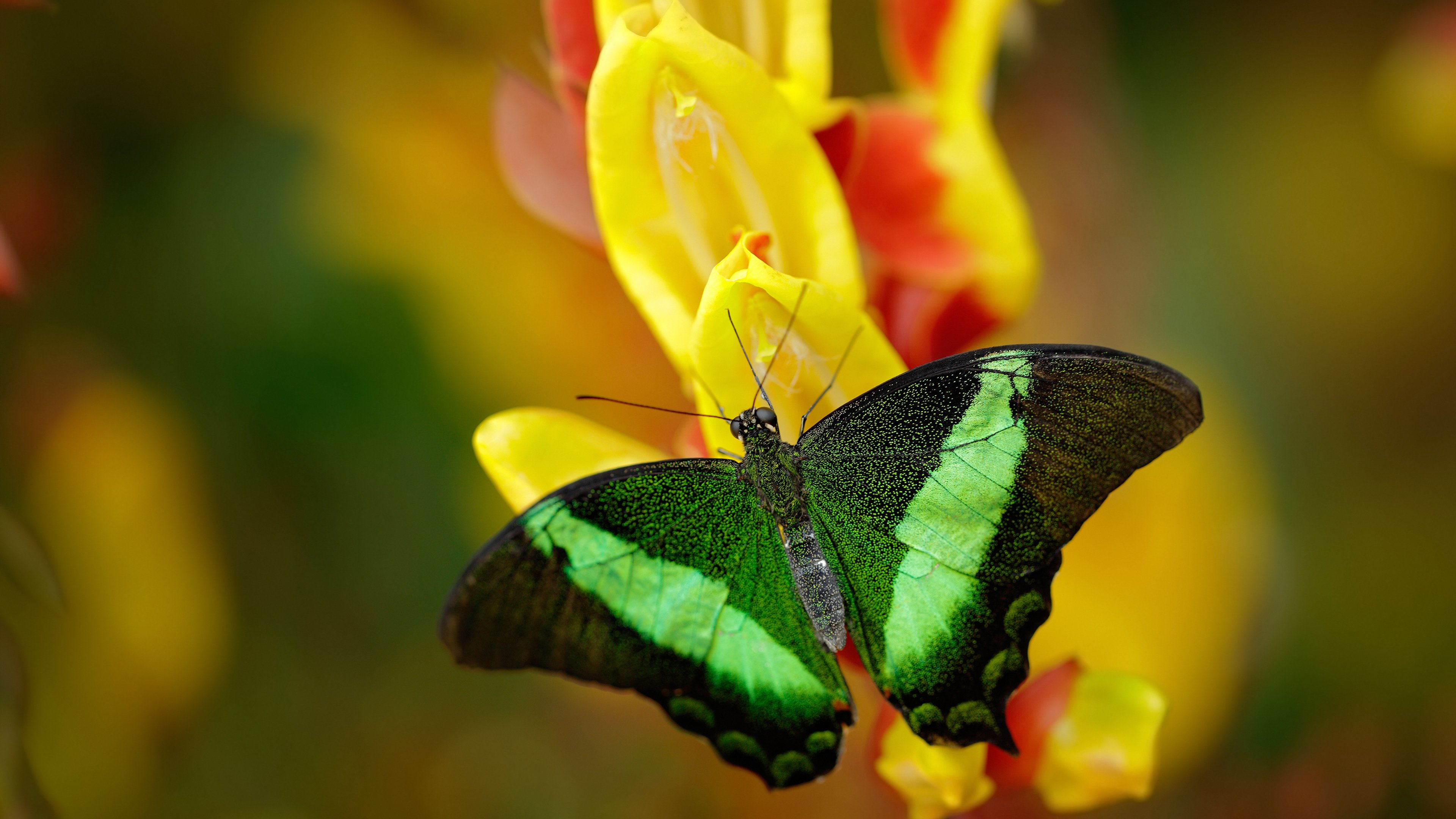 “三叉湖滚球赛：选手精准操控，赛场悬念不断”
