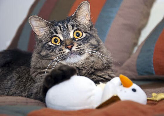 中国三人篮球男队注重体能训练 提升比赛持久力，中国三人篮球男队战绩