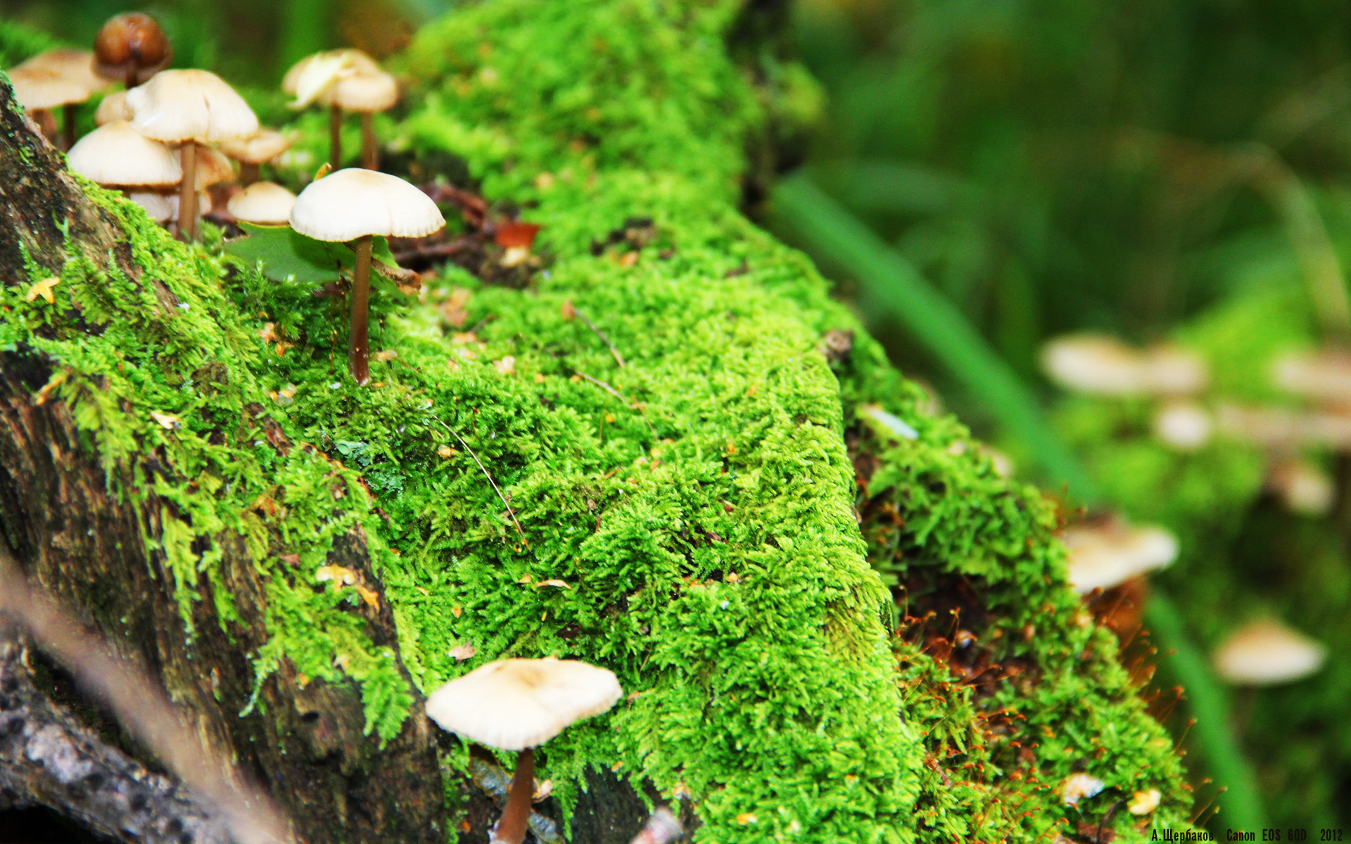 中国女篮备战计划曝光 科学训练提升效率，中国女篮战术