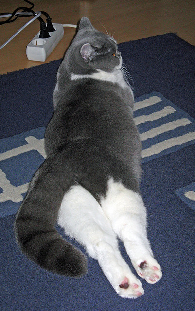 爱游戏智能体验-乒乓先锋：Chinese Taipei在2024混合团体世界杯的强势表现，乒乓球世界杯团体赛赛制